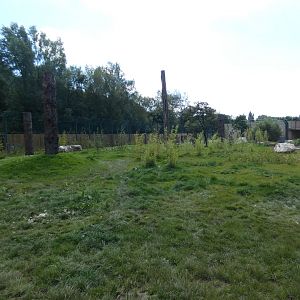 Amur tiger outdoor enclosure