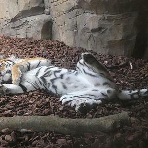 Amur tiger