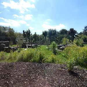 Lion outdoor enclosure