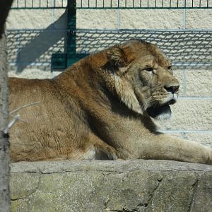 Male lion 'Khari'