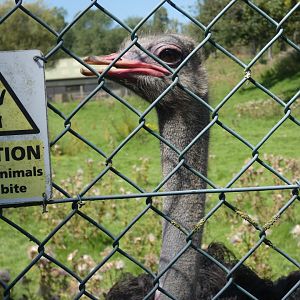 Ostrich