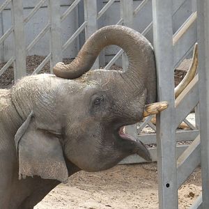 Asian elephant bull 'Emmett'