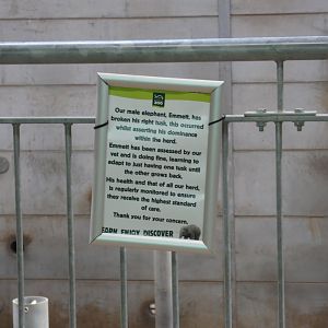 Signage about the elephant bulls tusk