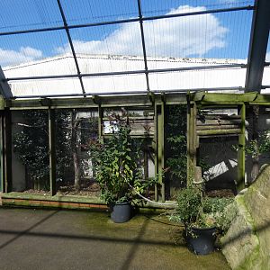 Green aracari aviary