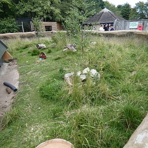 Dwarf mongoose enclosure
