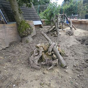 Meerkat enclosure