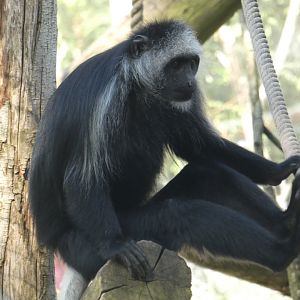 King colobus