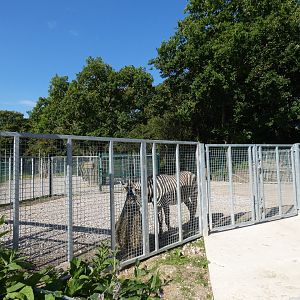 Hartmann's mountain zebra hardstanding