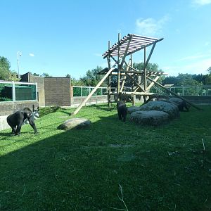 Western lowland gorilla outdoor enclosure