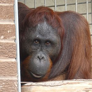 Bornean orangutan 'Kawan'
