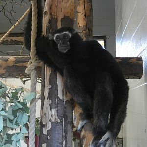 Pileated gibbon