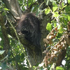 North American tree porcupine