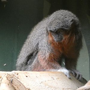 Coppery titi monkey