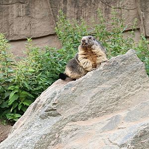 Alpine marmot