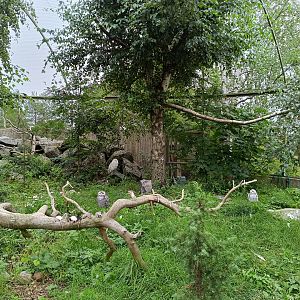 Snowy owl with chicks