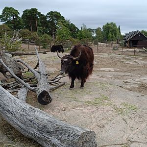 Yak