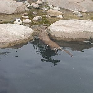 Eurasian otter