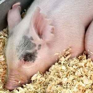 Aug. 2023 - Indiana State Fair - Piglet