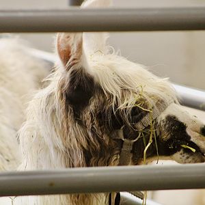 Aug. 2023 - Indiana State Fair - Llama