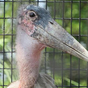 Marabou Stork