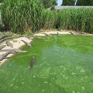 Alligator Pond
