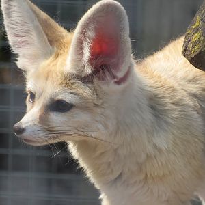 Fennec Fox