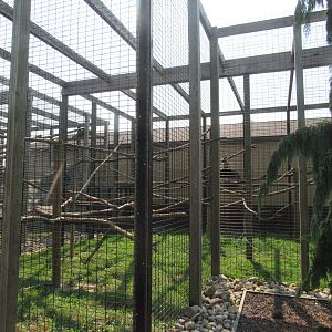 Javan Langur Exhibit