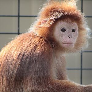 Javan Langur