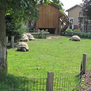Aldabra Tortoise Yard