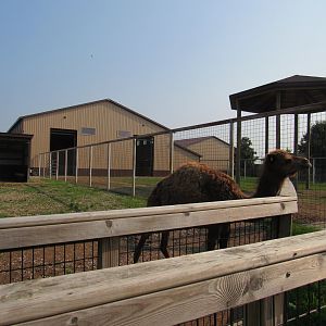 Dromedary Camel and Giraffe Exhibits