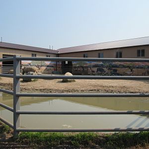 White Rhinoceros Exhibit (New in 2021)