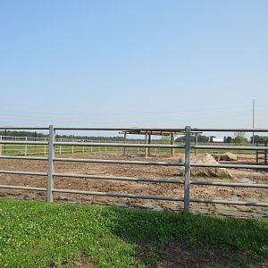 White Rhinoceros Exhibit (New in 2021)