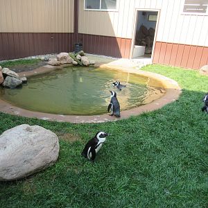 African Penguin Outdoor Exhibit