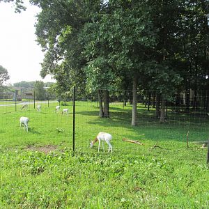 Addra Gazelle Exhibit