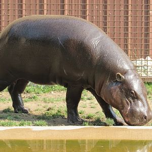 Pygmy Hippopotamus