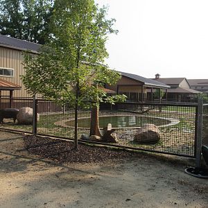 Pygmy Hippopotamus Exhibit (New in 2022)