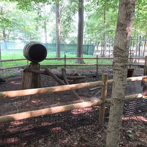 North American Porcupine Exhibit