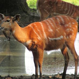 Sitatunga