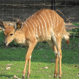 Nyala calf