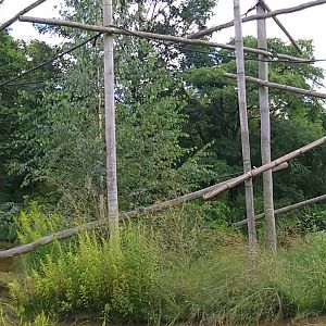 White handed gibbon exhibit