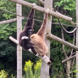 White handed gibbon