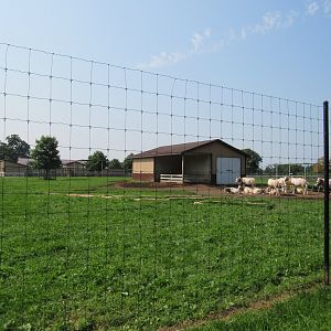 Scimitar-horned Oryx Exhibit