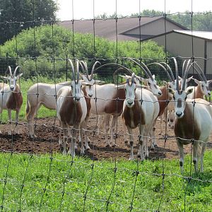 Curious herd of Scimitar-horned Oryx