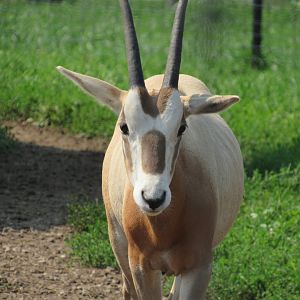 Scimitar-horned Oryx calf