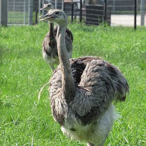 Greater Rhea