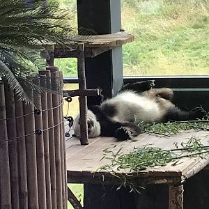 Sleeping Giant panda