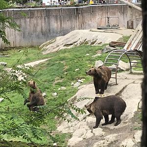 Brown bears awaiting food