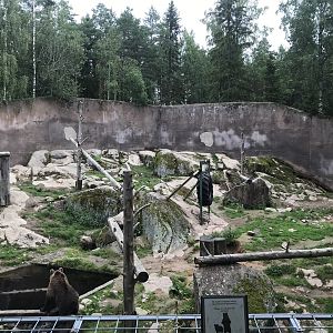 Eurasian brown bear enclosure