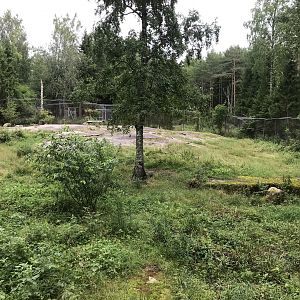 Eurasian wolf enclosure