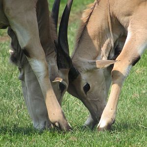 Common Eland sparring